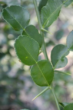 Bahçe, narenciye hystrix Dc yeşil kiffir kireç yaprakları.