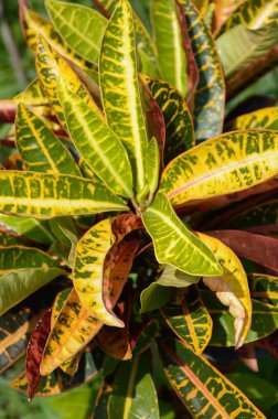 Doğa bahçesindeki Codiaeum varyete bitkileri