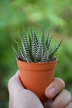 adam elinde Haworthia fasciata kaktüs kadar yakın