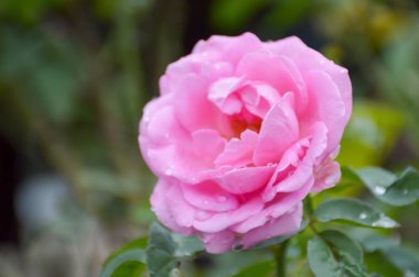 Doğa bahçesinde pembe bir gül çiçeği