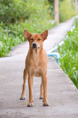 çimento zeminde köpek