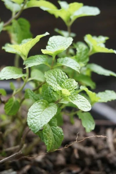 Fechar Plantas Hortelã Cozinha Jardim Natureza — Fotografia de Stock