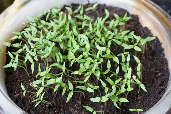 Fresh Green Chili Tree Nature Garden — Stock Photo, Image