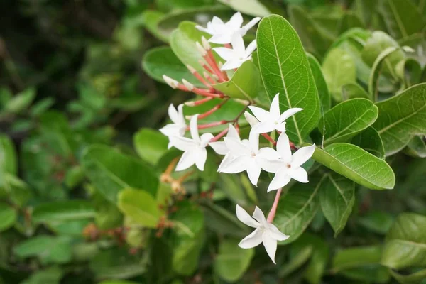 Fleur Karonda Blanche Dans Jardin Carissa Carandas — Photo