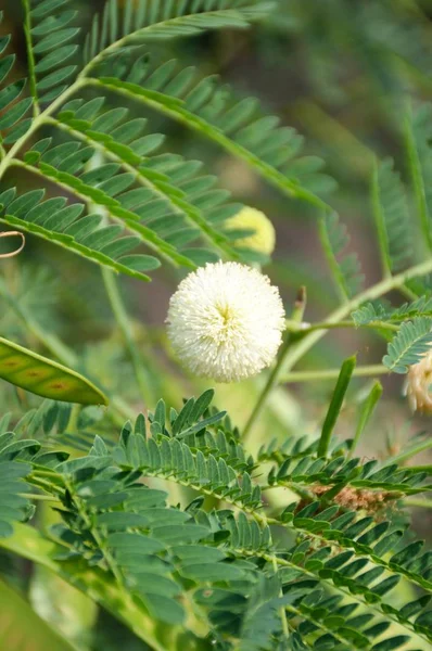 Flor Leucaena Glauca Blanca Jardín Natural —  Fotos de Stock