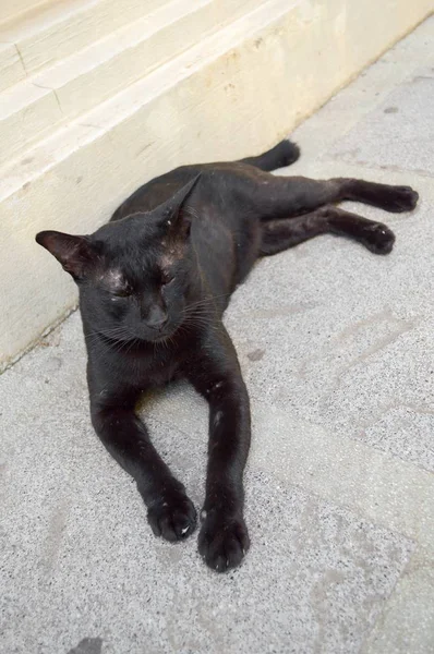 水泥地板上的黑猫 — 图库照片
