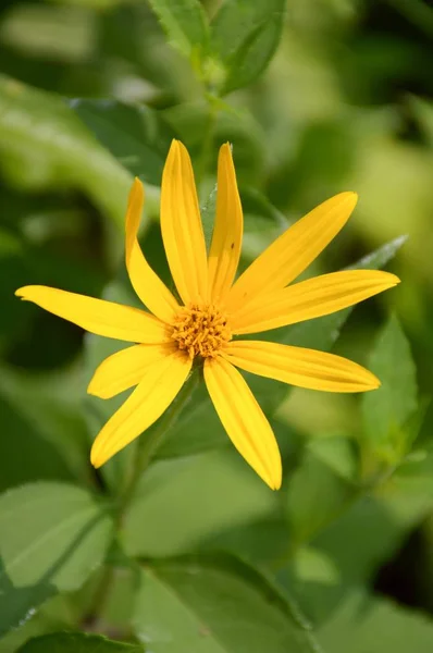 Flor Girassol Amarelo Jardim Helianthus Tuberosus — Fotografia de Stock