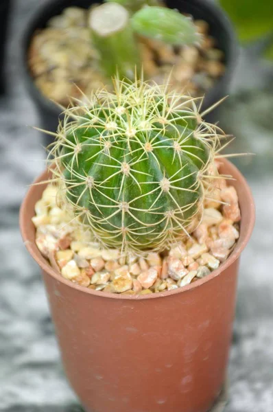 Fermer Les Plantes Cactus Vert Frais Sur Vieux Tissu — Photo