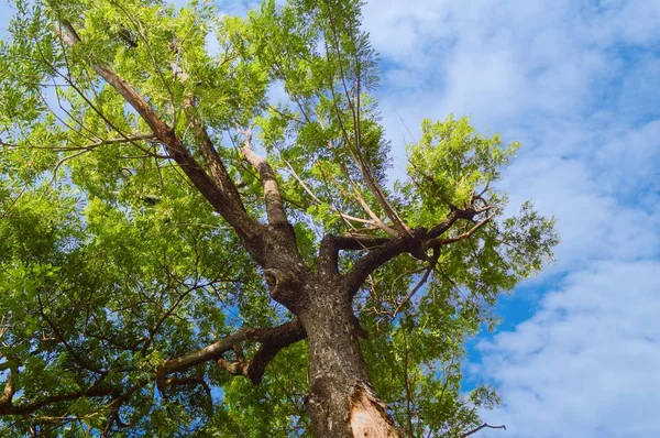 Árbol Ramas Jardín Natural — Foto de Stock