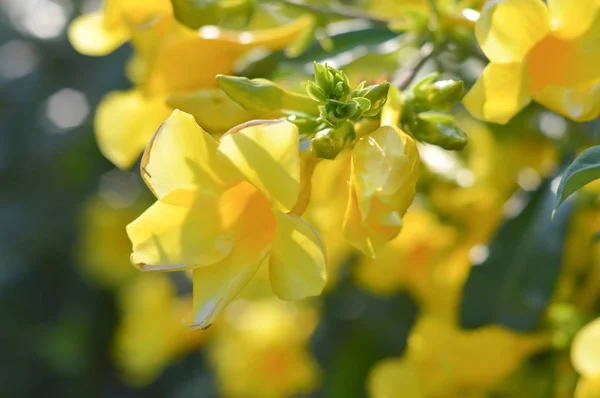 Żółty Kwiat Allamanda Cathartica Ogrodzie Przyrody — Zdjęcie stockowe
