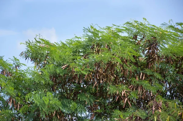 Зеленая Акация Саду Acacia Auriculiformis Cunn — стоковое фото