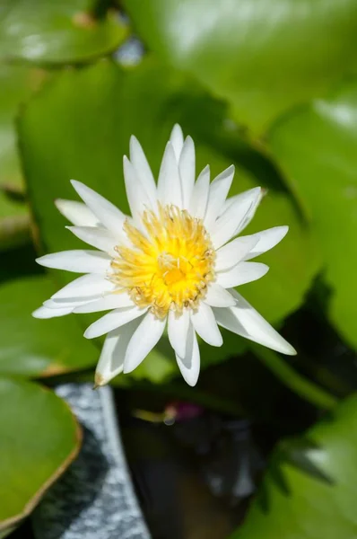 Witte Lotus Bloem Natuur Tuin — Stockfoto