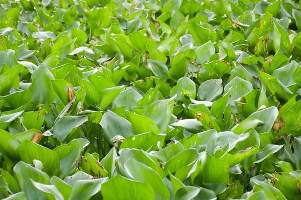 Čerstvá Zelená Voda Hyacint Rostlina Přírodě Zahrada — Stock fotografie