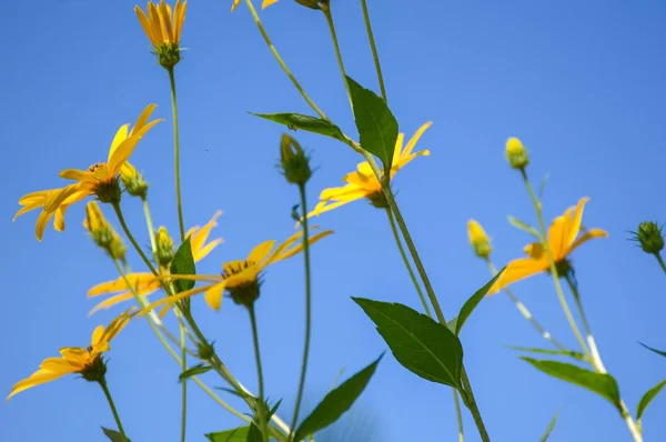 Flor Girassol Amarelo Jardim Helianthus Tuberosus — Fotografia de Stock