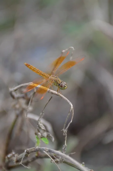 Close Small Dragonfly Dry Plant — Stock Photo, Image