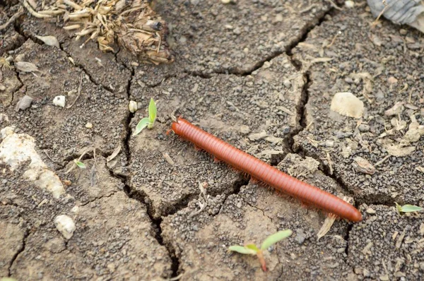 Close Millipede Scheur Bodem — Stockfoto