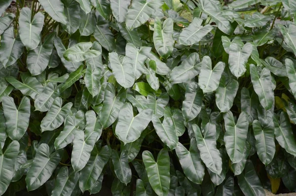 Zielony Philodendron Liście Ogrodzie Przyrody — Zdjęcie stockowe