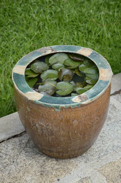 Färska Gröna Lotus Växt Naturen Trädgård — Stockfoto