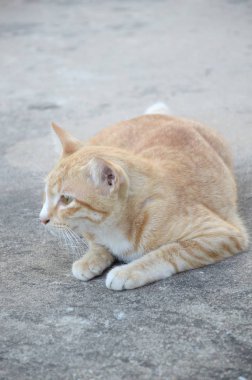 çimento katta sevimli sarı kedi