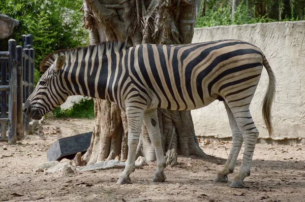 Close Zebra Nature Garden — Stock Photo, Image