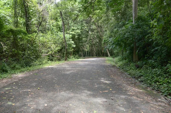 Nature Road Forest Chonburi Thailand — Stock Photo, Image