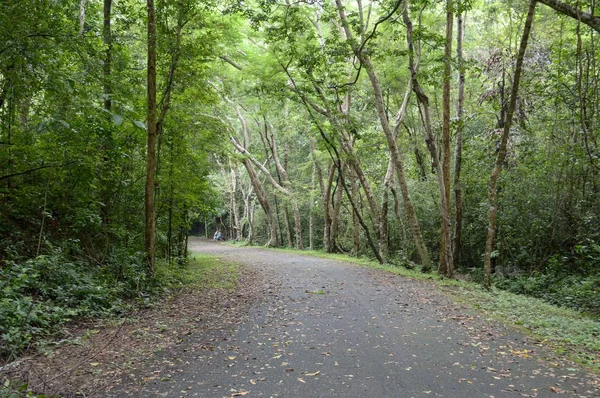 Landstraße Wald Bei Chonburi Thailand — Stockfoto