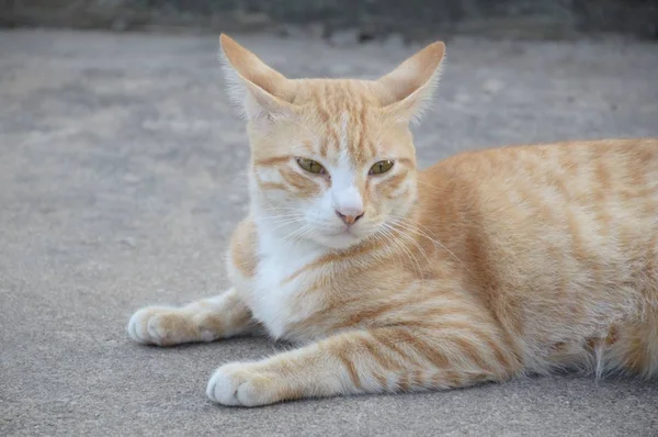 Gato Bonito Chão Cimento — Fotografia de Stock