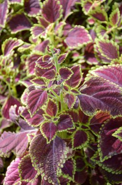 Solenostemon scutellaides bitki doğa bahçe içinde