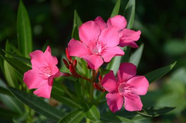 Doğa bahçesinde pembe neryum zakkum çiçeği