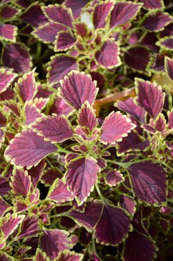 Solenostemon scutellaides bitki doğa bahçe içinde