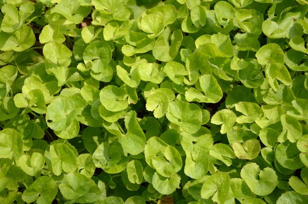 Verde Fresco Centella Asiatica Impianto Giardino Naturale — Foto Stock