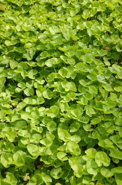 Frische Grüne Centella Asiatica Pflanze Naturgarten — Stockfoto