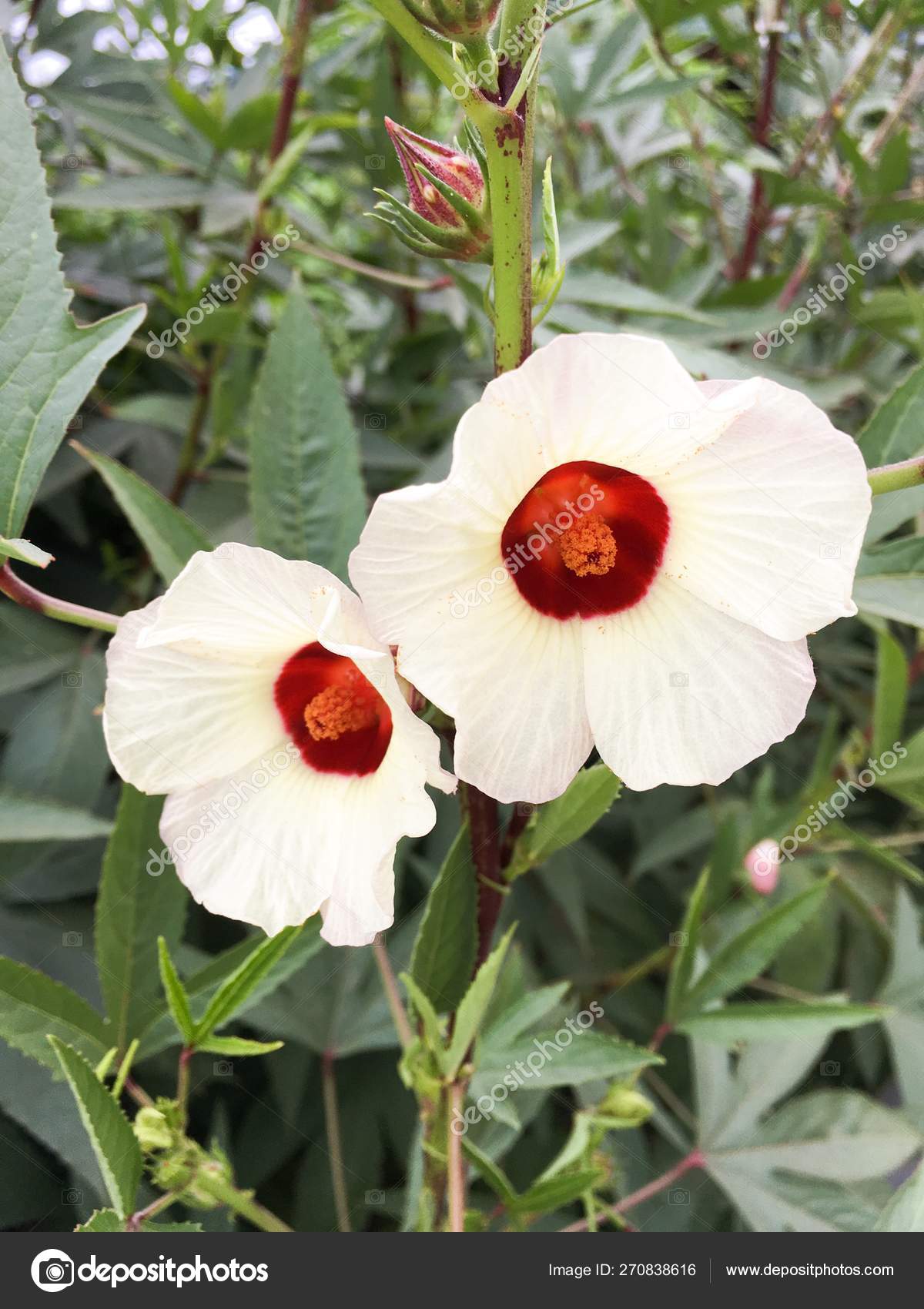 Red Hibiscus Sabdariffa Flower Nature Garden Stock Photo by ©pongsak14