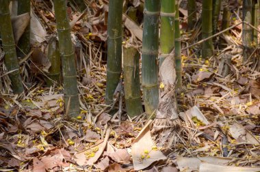 orman Nakhon Nayok Tayland bambu ağacı kadar yakın