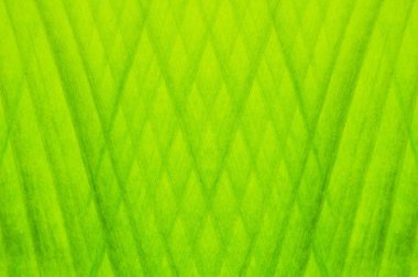 yeşil yaprak deseni arkaplanı