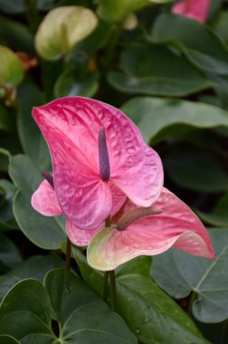 Doğa Bahçe Flamingo çiçeği