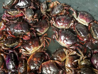 pirinç alan yengeç kadar kapatın