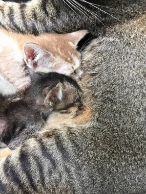 Bazı küçük kediler anneden içiyor.