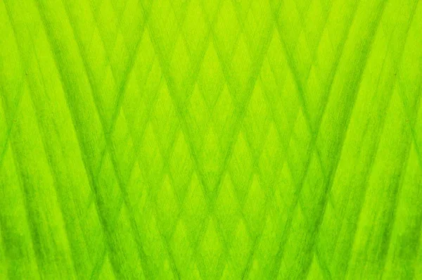 Green Leaf Pattern Background — Stock Photo, Image