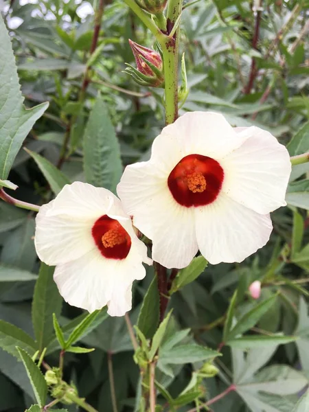 kırmızı ambar sabdariffa çiçeği doğa bahçesinde