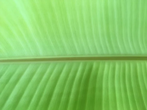 Textura Hojas Plátano Verde Fresco — Foto de Stock