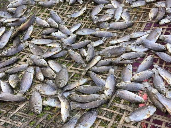 Ikan Anabas Testudineus Kering Lantai Bambu — Stok Foto