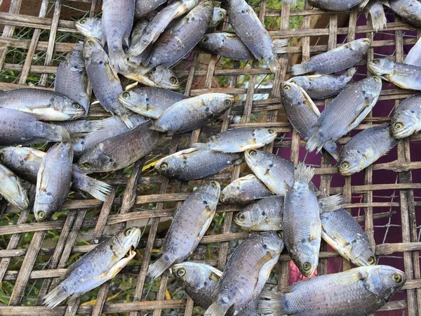 Dry Anabas Testudineus Fish Bamboo Floor — Stock Photo, Image