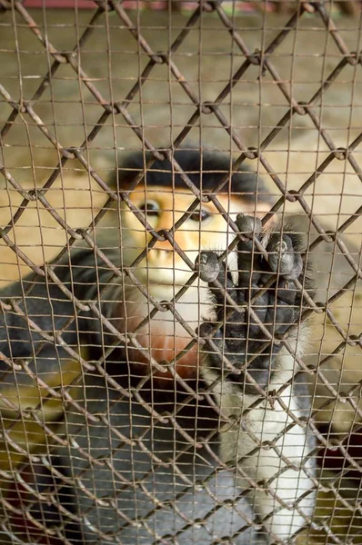 Red Shanked Douc Langur Cage Focus Hand Cage — Stock Photo, Image