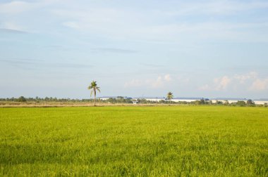 Ülkede yeşil pirinç ağacı, Chachoengsao, Tayland