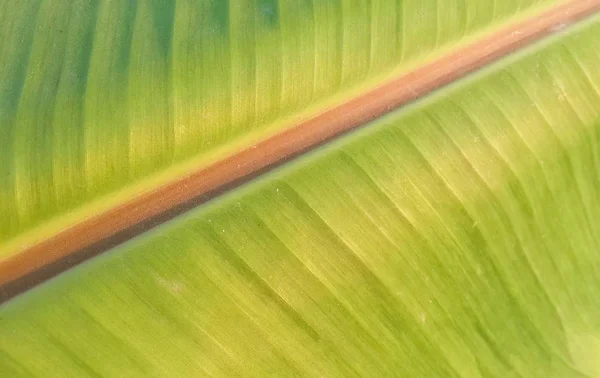 Texture Fresca Foglie Banana Verde — Foto Stock