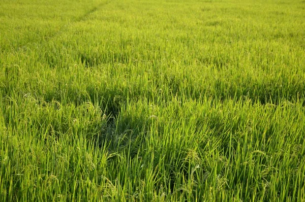 Árvore Arroz Verde Fresco País Tailândia — Fotografia de Stock