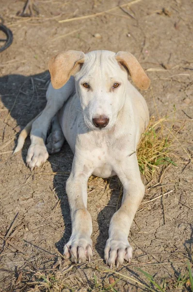 Κλείστε Λευκό Σκυλί Στο Έδαφος — Φωτογραφία Αρχείου
