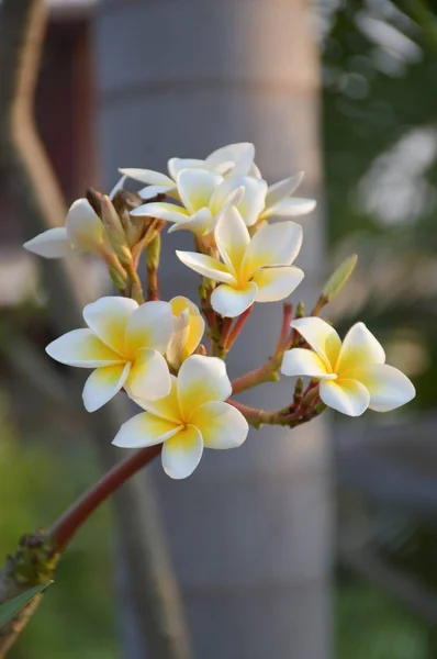 Weiße Plumeria Blume Der Natur Garten — Stockfoto