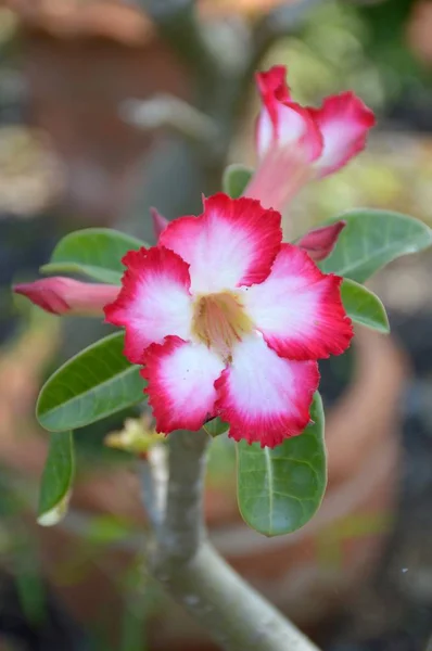 Rosa Adenium Obesum Blume Naturgarten — Stockfoto